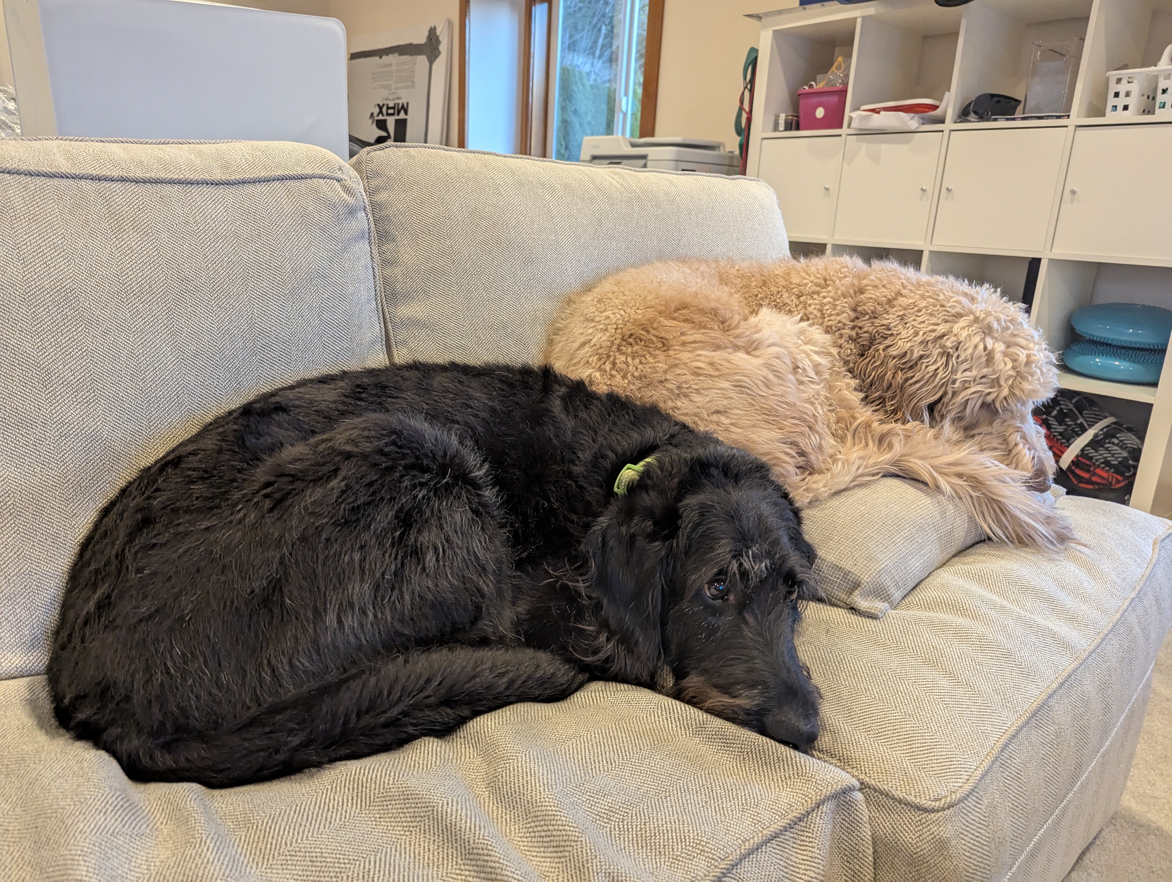 Puppy Life Release